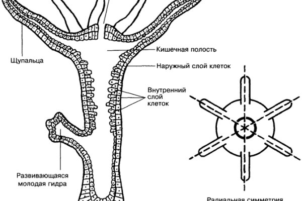 Кракен адрес